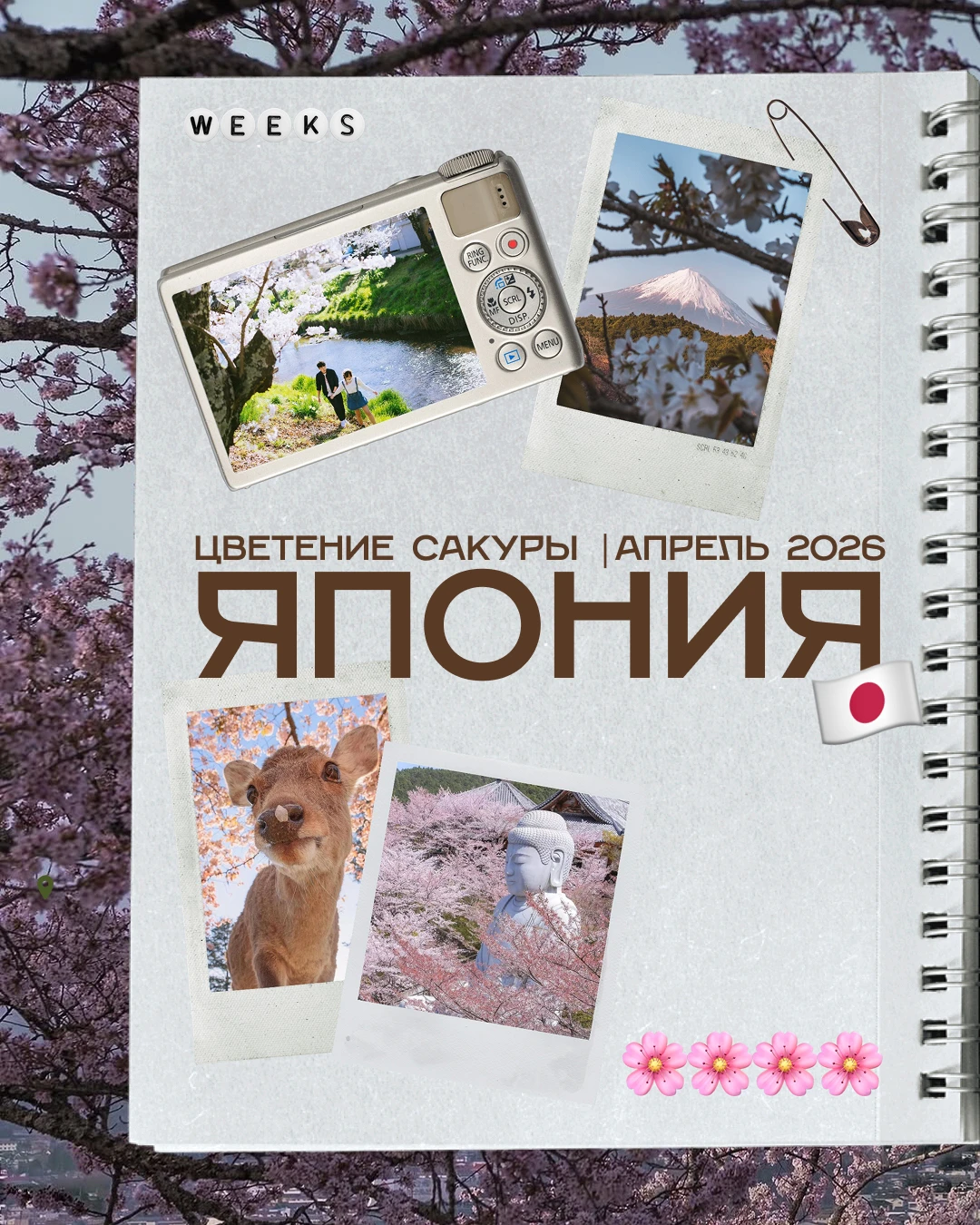 Япония: цветение сакуры